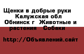 Щенки в добрые руки. - Калужская обл., Обнинск г. Животные и растения » Собаки   